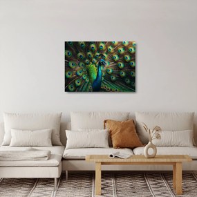 Üveg kép – Pávatoll (70x50 cm)