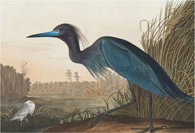 Flizelin tapéta Divatos 3D fali ragasztóval Vízparti madarak 152x104 Ragasztó