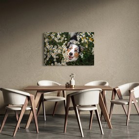 Kép - Ausztrál juhászkutya (90x60 cm)