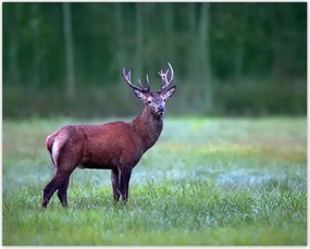 Poszterek 50x40 Szarvas Erdő Tájkép