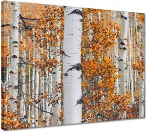 Vászonkép 50x40 Őszi táj Nyírfa