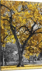 Vászonkép Fekete fák Sárga levelek 70x120 cm Ideális ajándék