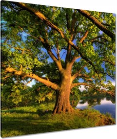 Vászonkép 80x80 Tölgy a croissant-ban Nyugat