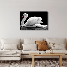 Fekete-fehér hattyúk képe (90x60 cm)