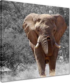 Vászonkép 40x40 A nagy elefánt