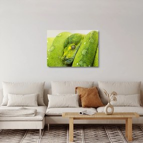 Kígyó képe (üvegen) (70x50 cm)