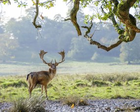 Poszter 50x40cm Szarvas a fa alatt, Assaf Frank