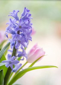 Poszter 50x70cm Jåcint és tulipånok közelkép, Assaf Frank