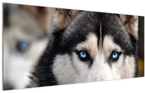 Husky kutya kép (120x50 cm)