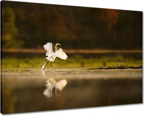 Vászonkép 70x50 Madarak