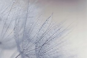 Fotótapéta Flizelina Dekoratív Irodai Pitypang gyöngyös 104x70 Ragasztó