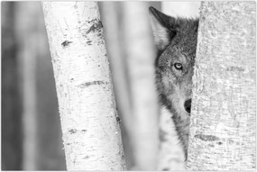 Kép - Farkas az erdőben (90x60 cm)