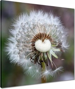 Vászonkép 50x50 Pitypang Virág Virágok