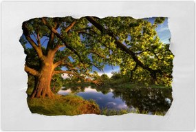 Poszterek 120x80 Tölgy a croissant-ban