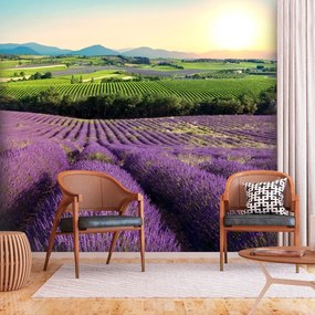 Öntapadó fotótapéta - Lavender Field