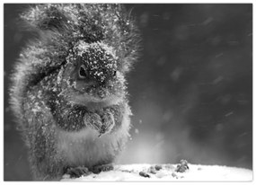 Kép - Mókus télen (70x50 cm)