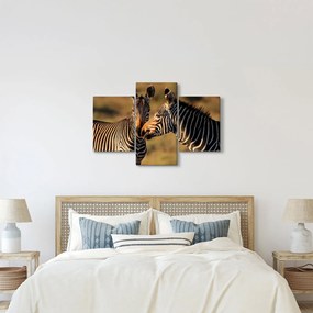 Kép - Két zebra (90x60 cm)