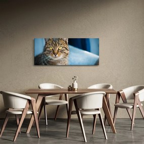 Kép - Házimacska (120x50 cm)