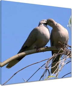 Vászonkép 60x60 Szerelem Érzés Párkapcsolat