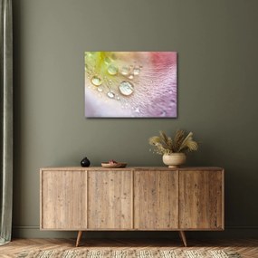 Kép - Harmatcseppek (70x50 cm)