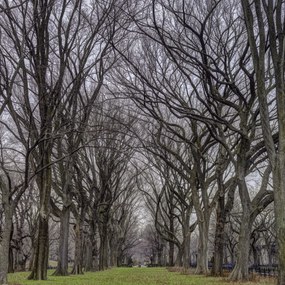 Poszter 80x80cm Fasorok a Central Parkban, Assaf Frank