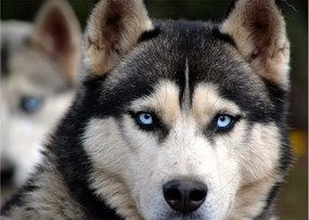 Husky kutya kép (üvegen) (70x50 cm)
