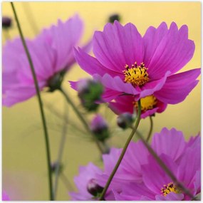 Poszterek 70x70 Virágok a réten