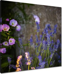 Vászonkép 60x60 Levendula