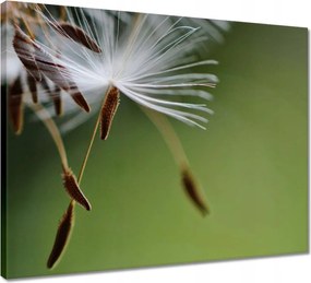 Vászonkép 50x40 Pitypang Virág Virágok