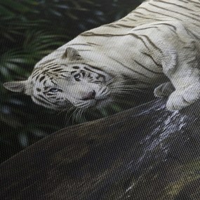 Kép - albínó tigris (90x60 cm)