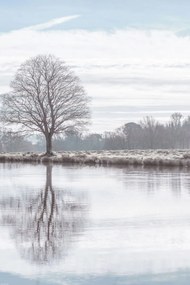 Poszter 40x60cm Fa tĂŒkrözĆdĂ©se a tĂłban, Assaf Frank