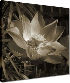 Vászonkép 40x40 Lótusz Lótuszvirág