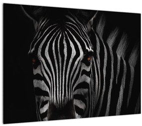 Zebra képe (70x50 cm)