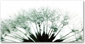 Konyhai panel Pitypang mag 120x60 cm Ragasztó