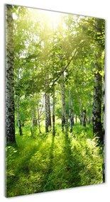 Üvegfotó Nyírfa erdő osv-42305508