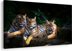 Kép - Tigris testvérek (90x60 cm)