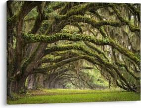 Kép - Oaks Avenue, Charleston, Dél-Karolina, Egyesült Államok (70x50 cm)