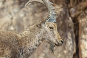 Poszter 30x20cm Nubiana Ibex 6, Assaf Frank