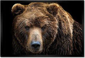 Poszterek keretben 60x40 Medve portré