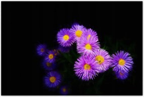 Poszterek 120x80 Lila őszirózsa virágok