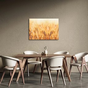 Kép - mező gabonával (70x50 cm)