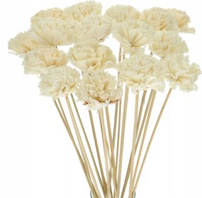 Virág Shola Szegfű fehér csúcson szárított egzotikus szárított virágok