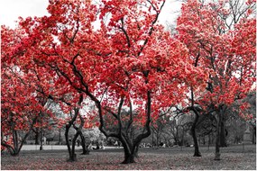 Kép - vörös fák, Central Park, New York (90x60 cm)