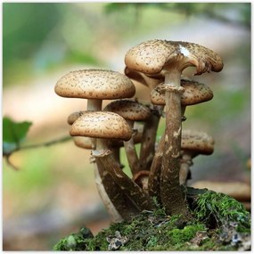 Poszterek 70x70 Gomba az erdőben Közelkép