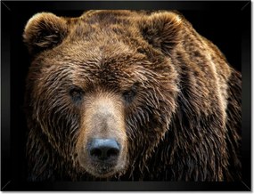 Poszterek keretben 40x30 Medve portré