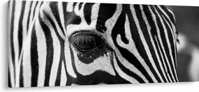 Zebra képe (120x50 cm)