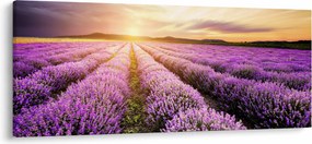 Kép - Napfelkelte levendulamezőn (120x50 cm)