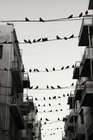 Poszter 61x91,5cm Városi motívum madarakkal