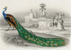 Fotótapéta Dekoratív Fali Tapéta Képek Színes tollak 208x146