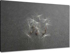 Vászonkép 90x60 Pitypang Virág Virágok